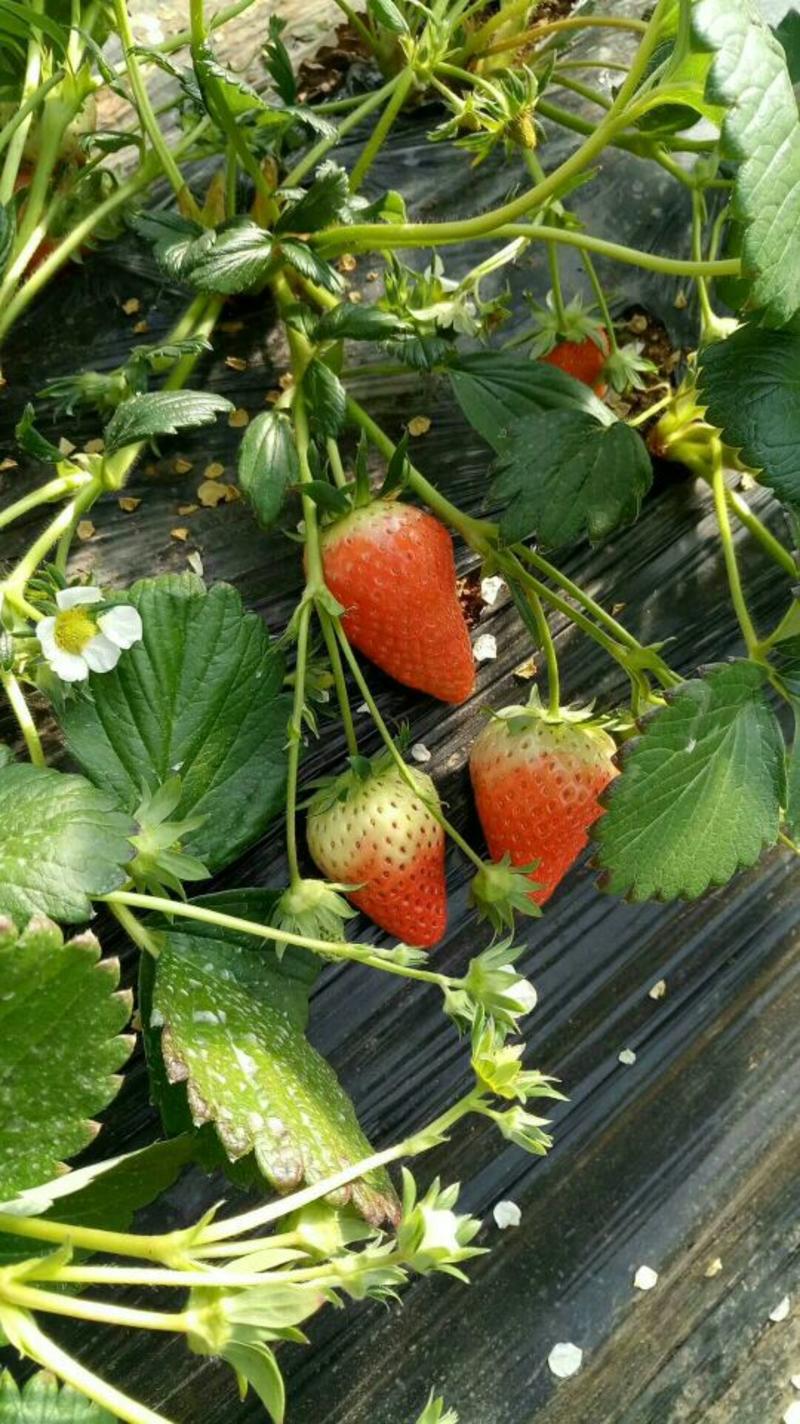 甜宝草莓苗30~40cm基地现挖现发技术指导
