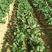 法兰地草莓苗保95以上成活率，保鲜发货