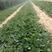 法兰地草莓苗保95以上成活率，保鲜发货