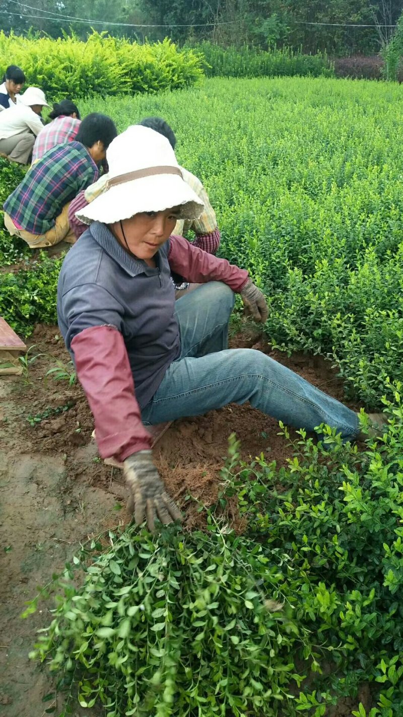 小叶扶芳藤量大批发