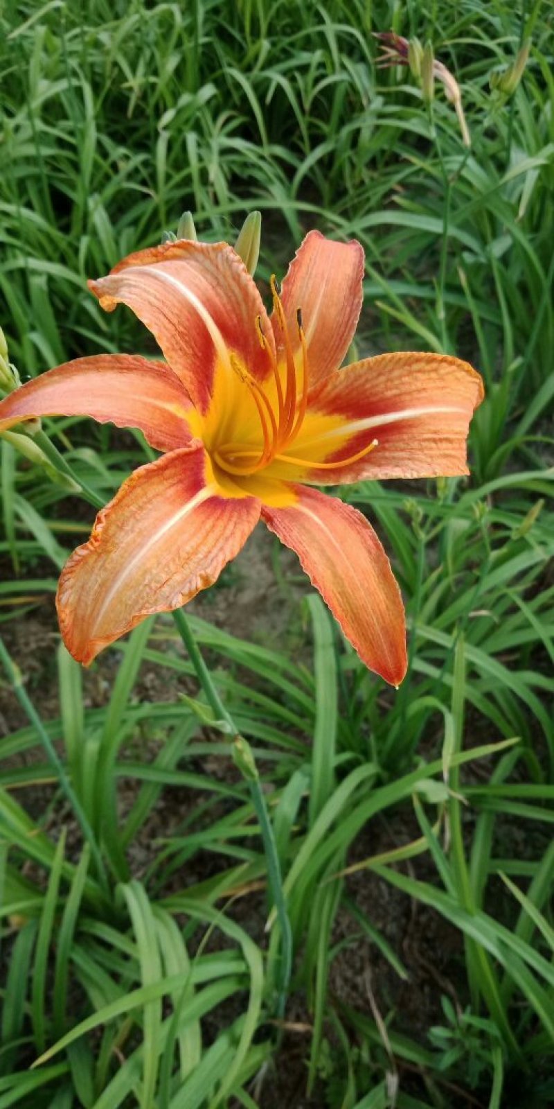 萱草基地量大批发金娃娃萱草，大花萱草，玉簪，鸢尾，蝴蝶兰