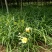 萱草基地量大批发金娃娃萱草，大花萱草，玉簪，鸢尾，蝴蝶兰