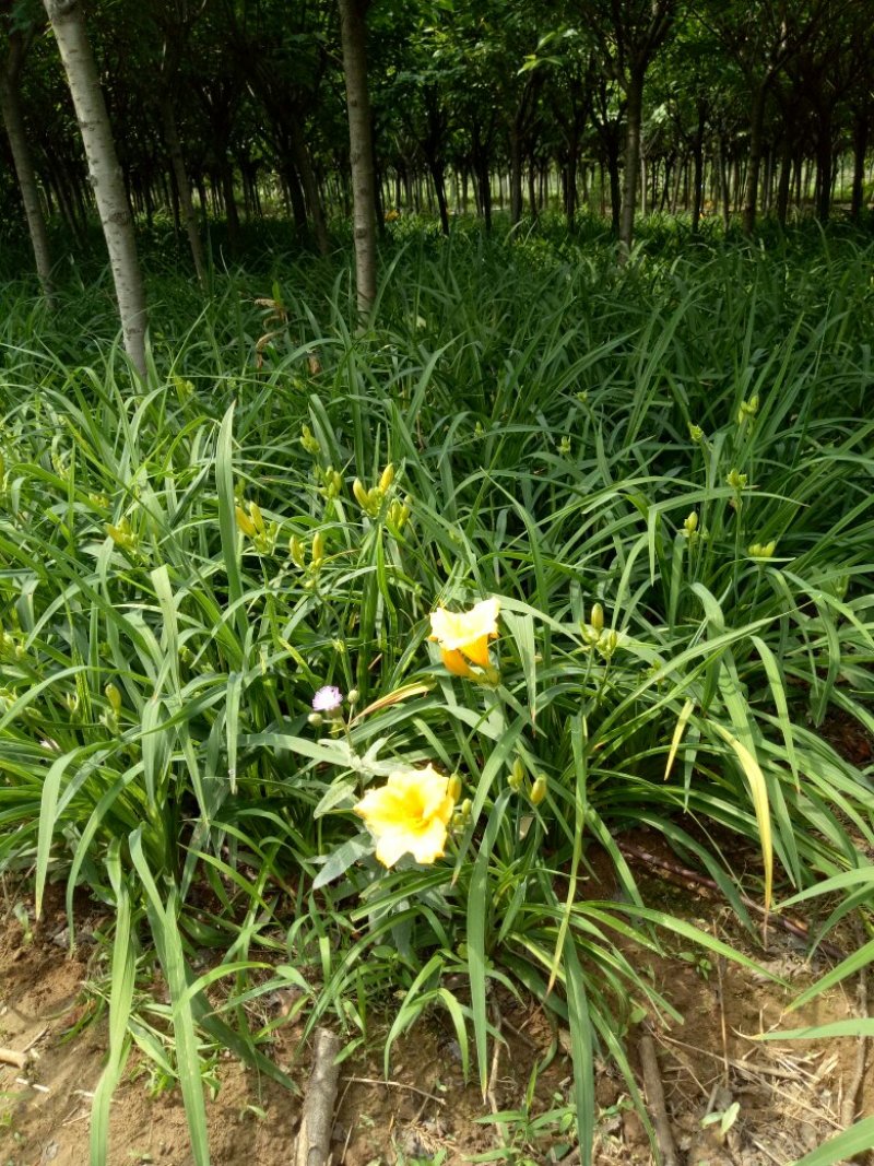 萱草基地量大批发金娃娃萱草，大花萱草，玉簪，鸢尾，蝴蝶兰