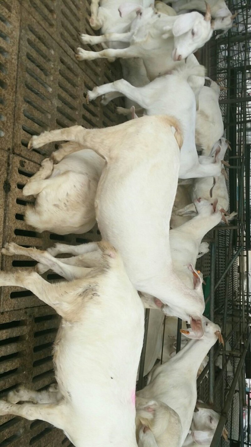 白山羊肉羊种苗