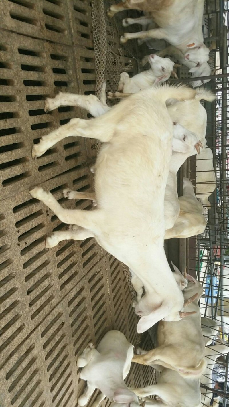 白山羊肉羊种苗