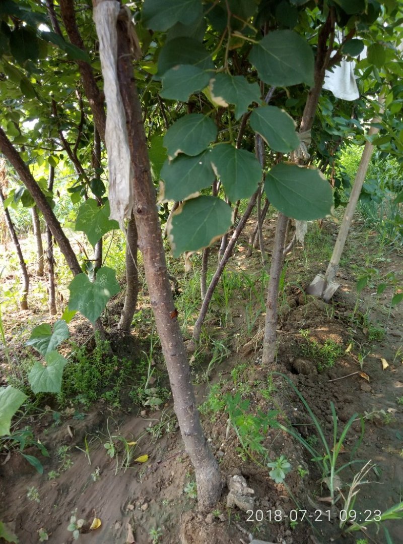 新品种芒果杏树苗珍珠油杏树苗荷兰香蜜杏树