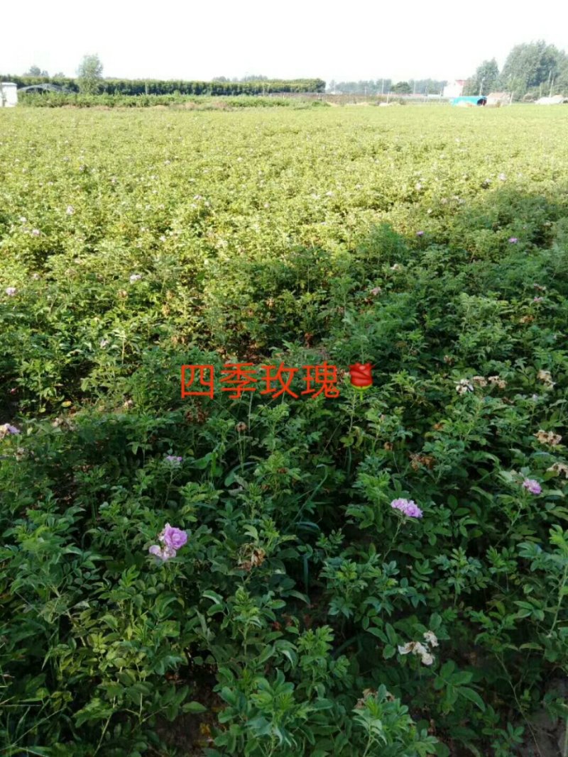 800万棵四季玫瑰全国供应，量大从优，质量如图