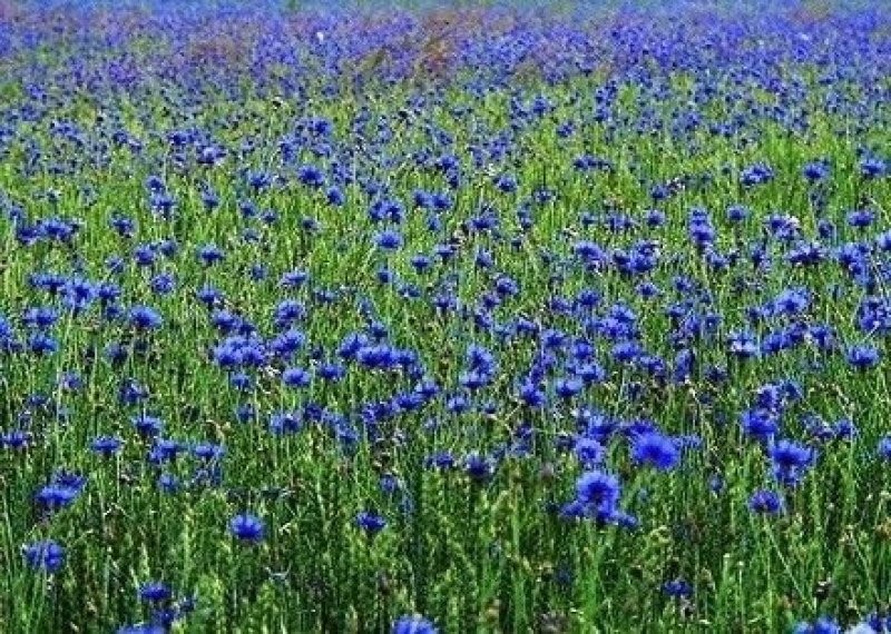 矢车菊种子花海种子净籽8-10斤/亩可货到付款