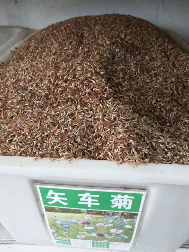 矢车菊种子花海种子净籽8-10斤/亩可货到付款