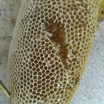 【野生土蜂蜜】云南土蜂蜜,商超专供,对接批发,包质量