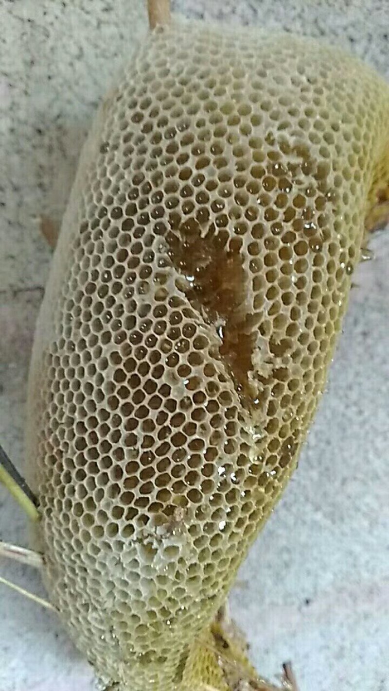 【野生土蜂蜜】云南土蜂蜜，商超专供，对接批发，包质量