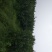 新烟富111苹果苗,烟富系列苹果苗，苹果苗新品种，苹果苗
