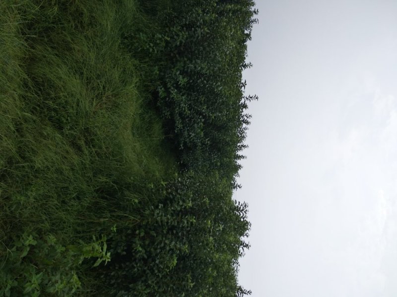 新烟富111苹果苗,烟富系列苹果苗，苹果苗新品种，苹果苗