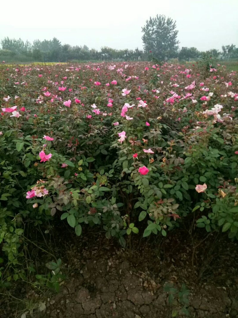 月季基地工程苗量大，红帽月季，丰花月季，大花月季低价供应