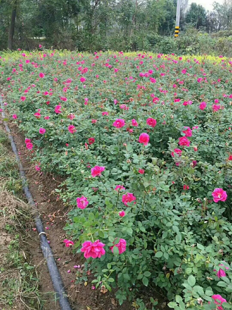 月季基地工程苗量大，红帽月季，丰花月季，大花月季低价供应
