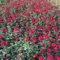 月季基地工程苗量大，红帽月季，丰花月季，大花月季低价供应