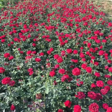 月季基地工程苗量大，红帽月季，丰花月季，大花月季低价供应