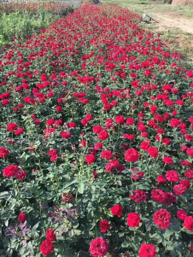 月季基地工程苗量大，红帽月季，丰花月季，大花月季低价供应