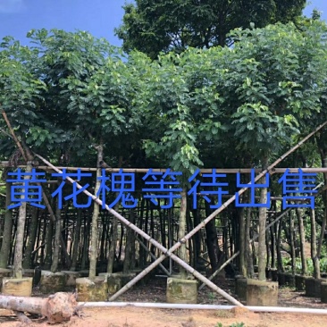 出售黄花槐移植袋苗3-10公分需要的老板联系