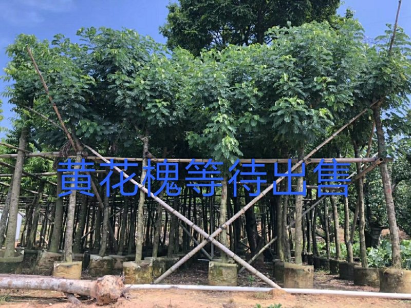 出售黄花槐移植袋苗3-10公分需要的老板联系