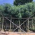 出售黄花槐移植袋苗3-10公分需要的老板联系