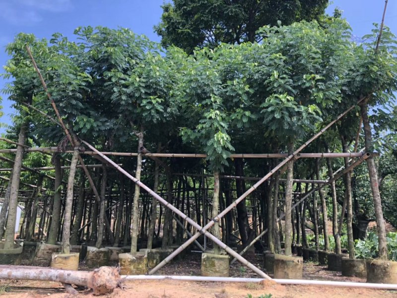 出售黄花槐移植袋苗3-10公分需要的老板联系
