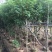 出售黄花槐移植袋苗3-10公分需要的老板联系