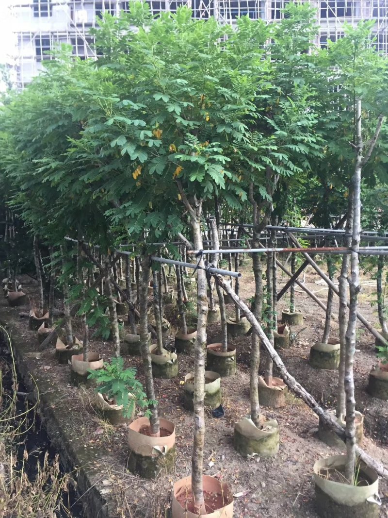 出售黄花槐移植袋苗3-10公分需要的老板联系