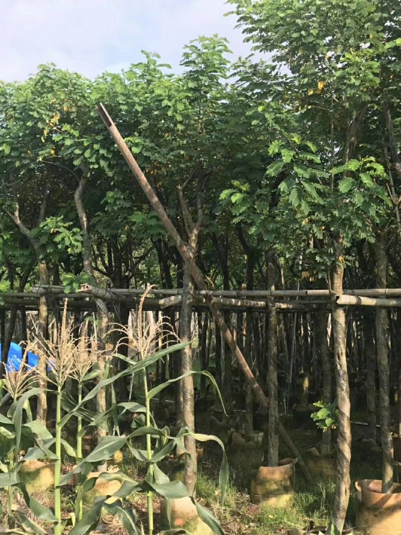 出售黄花槐移植袋苗3-10公分需要的老板联系