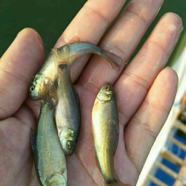 丁桂鱼苗，淡水鱼，抗病毒性强，高密度饲养