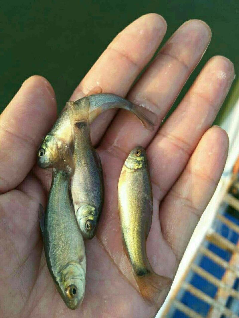 丁桂鱼苗，淡水鱼，抗病毒性强，高密度饲养