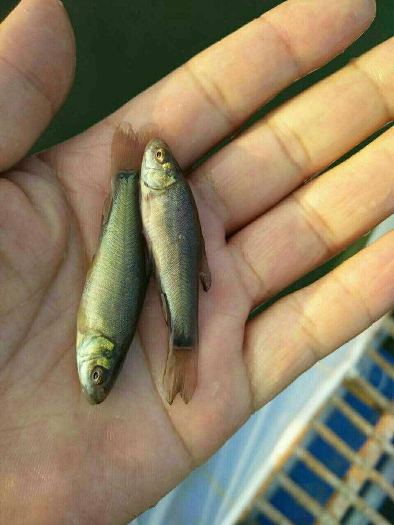 丁桂鱼苗，淡水鱼，抗病毒性强，高密度饲养