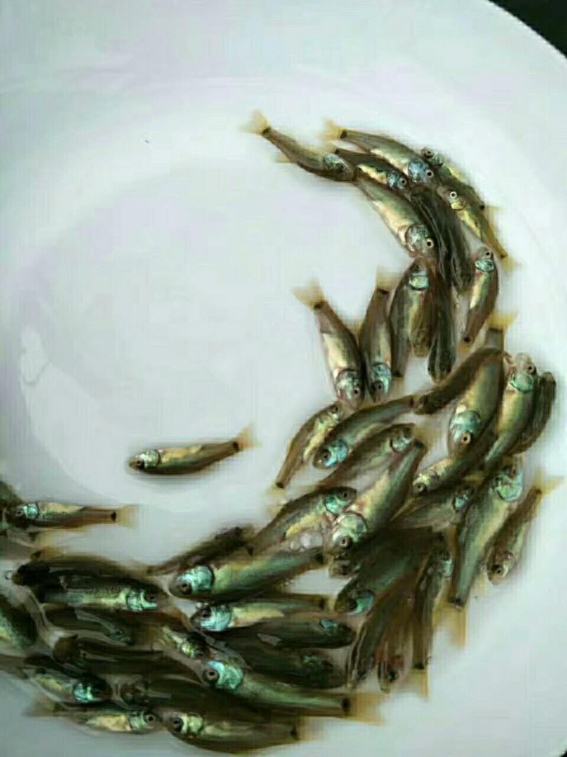 丁桂鱼苗，淡水鱼，抗病毒性强，高密度饲养