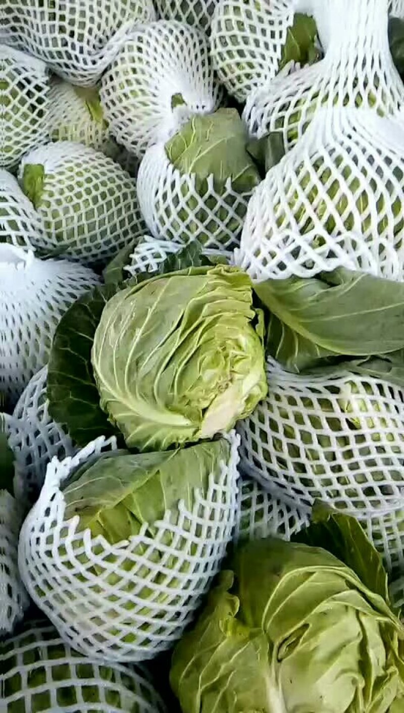 甘蓝下来了，物美价廉