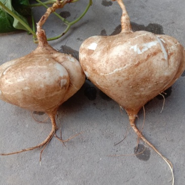 凉薯500g一1000g