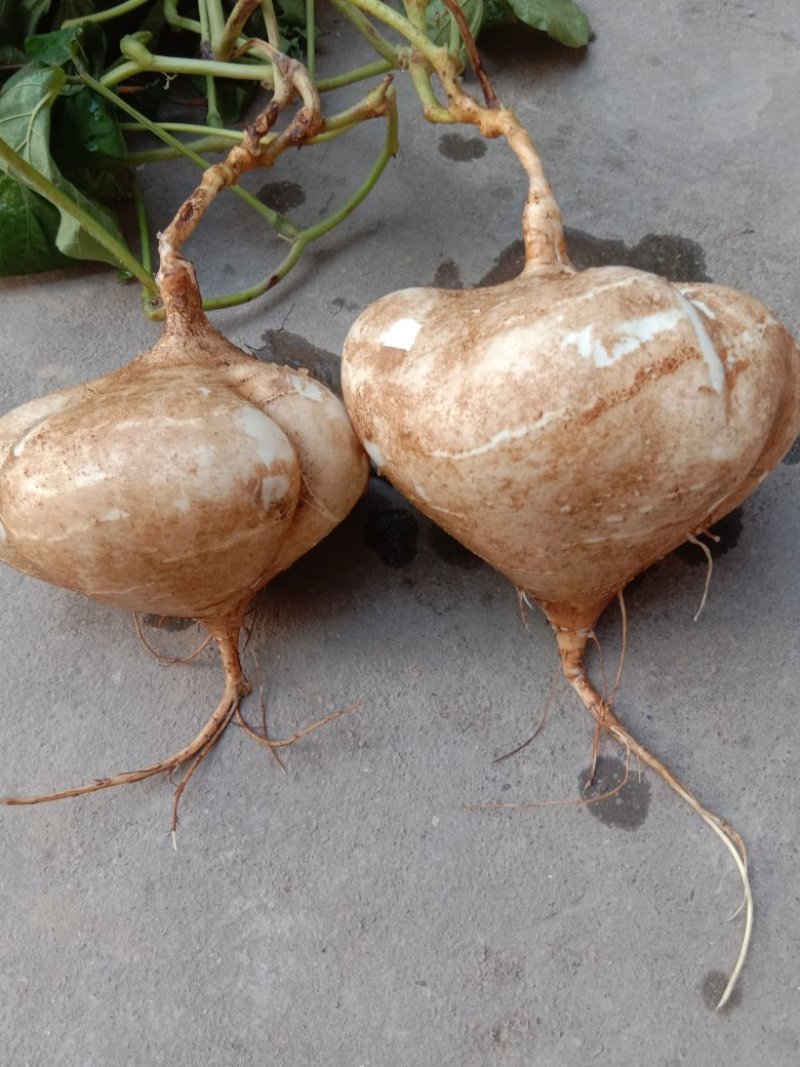 凉薯500g一1000g