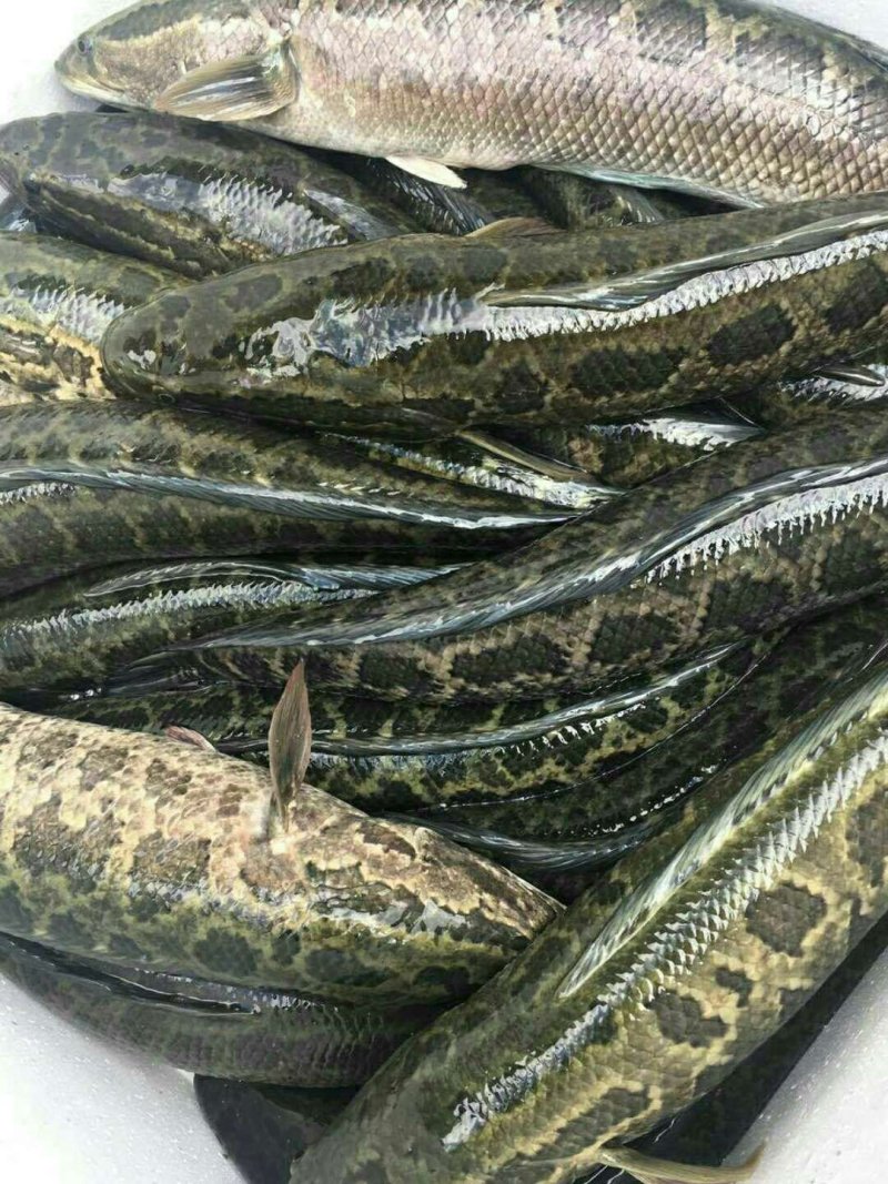 黑鱼苗，高密度饲养，人工驯化过的可以饲料饲养