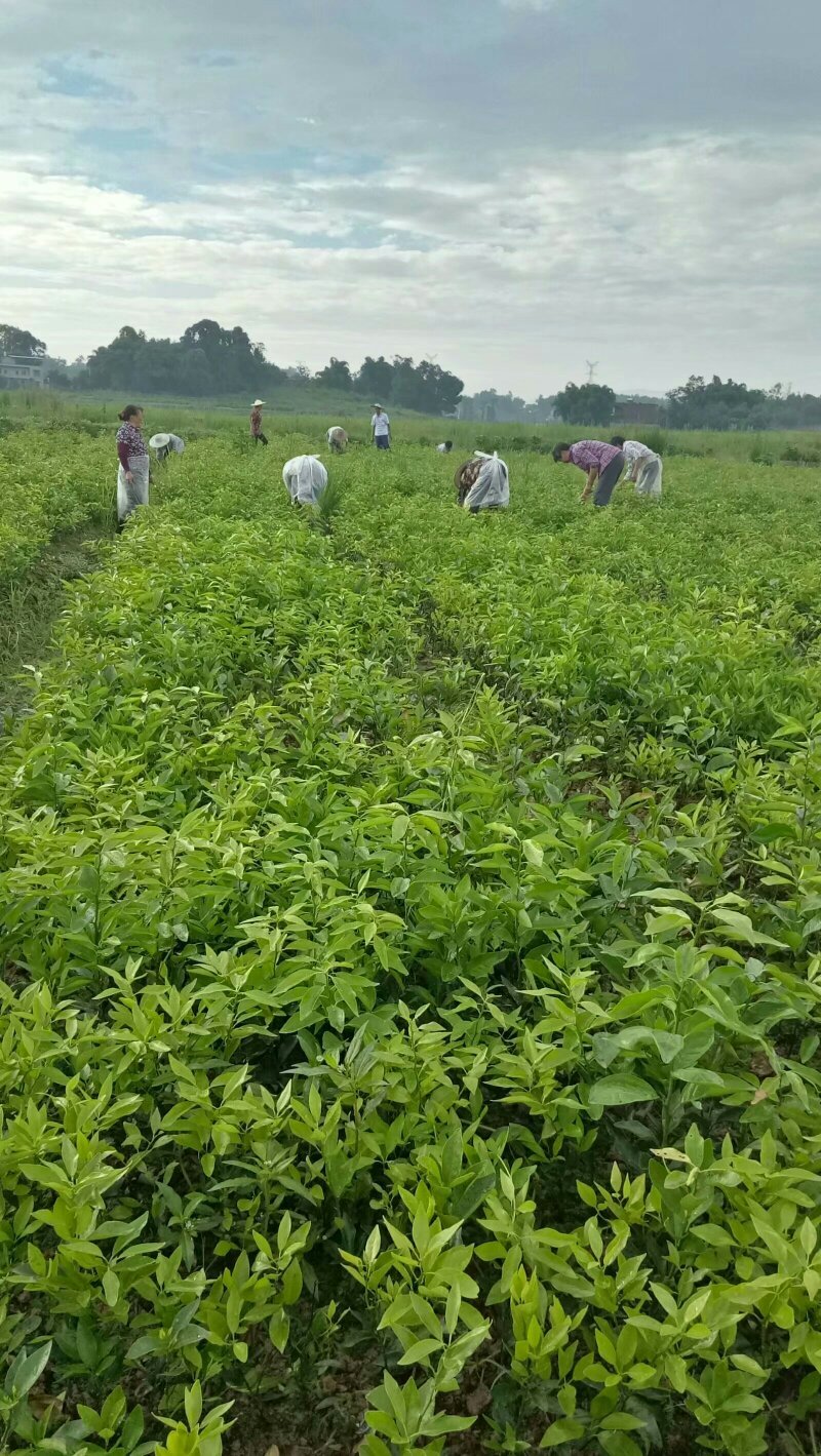 柑橘苗沃柑苗嫁接苗品种正宗产量高