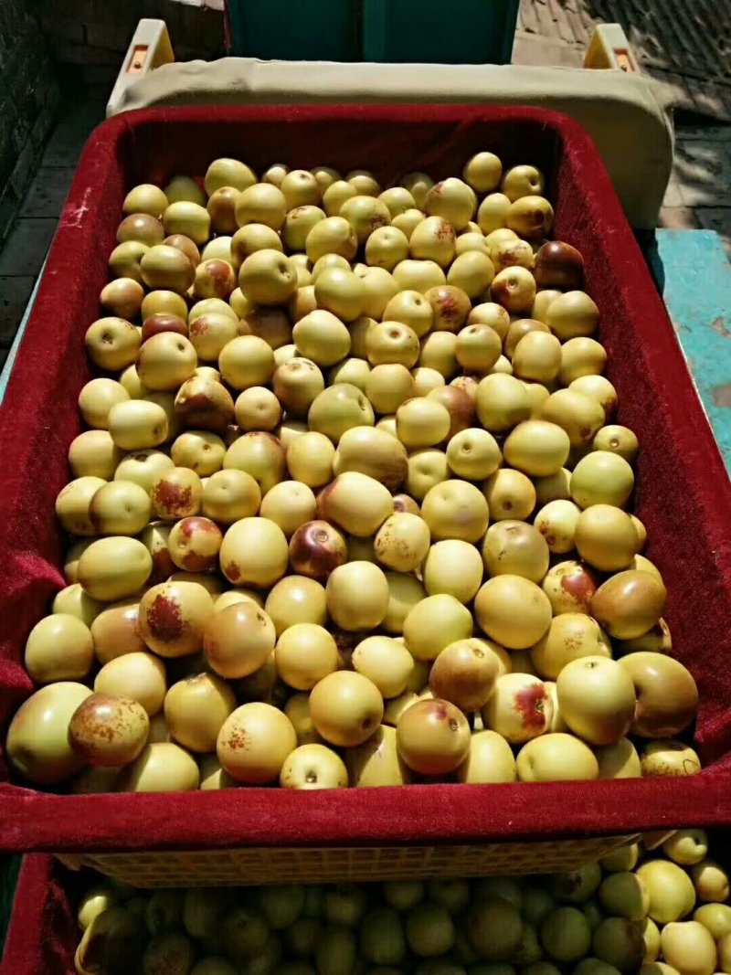 大荔冬枣