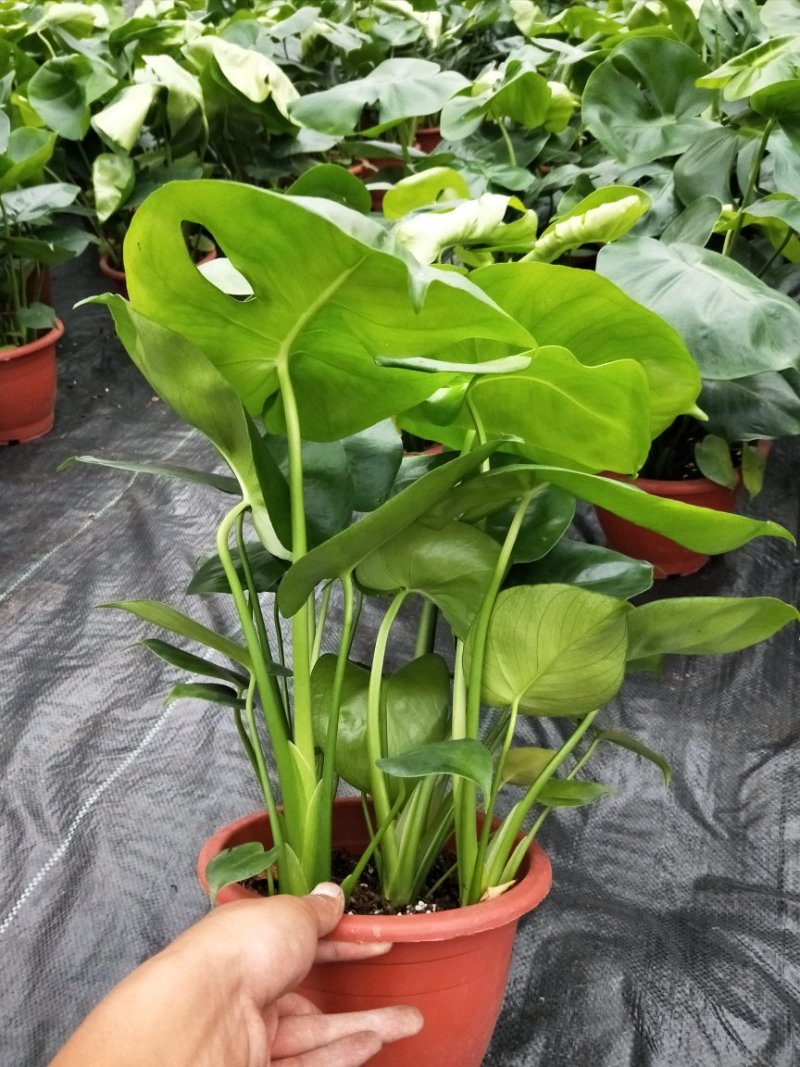 龟背竹
