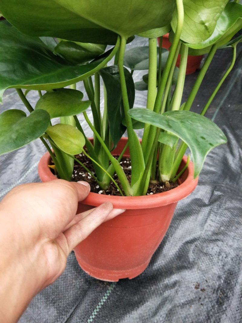 龟背竹