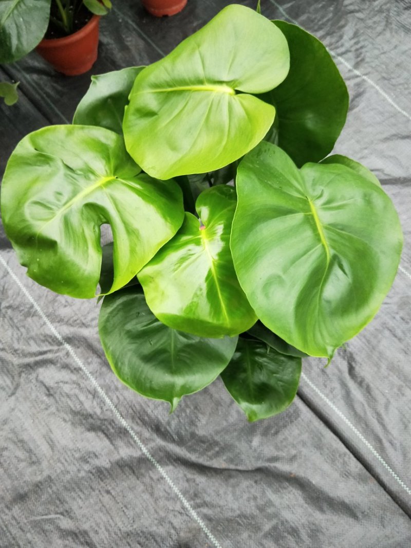 龟背竹