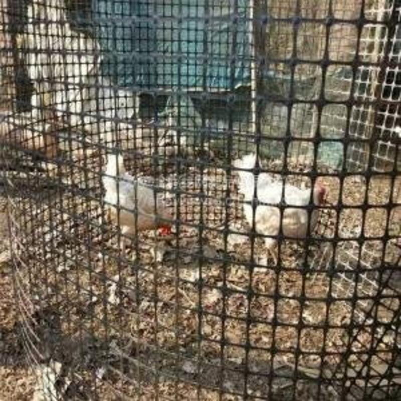 拦鸡网圈地网养殖网养鸡圈地围栏网塑料网