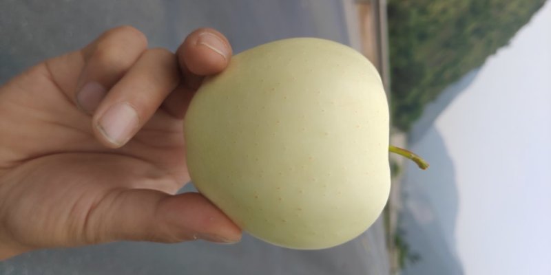 甘肃秦安黄元帅苹果