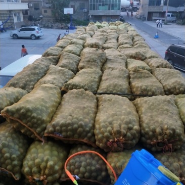 青皮核桃通货开始