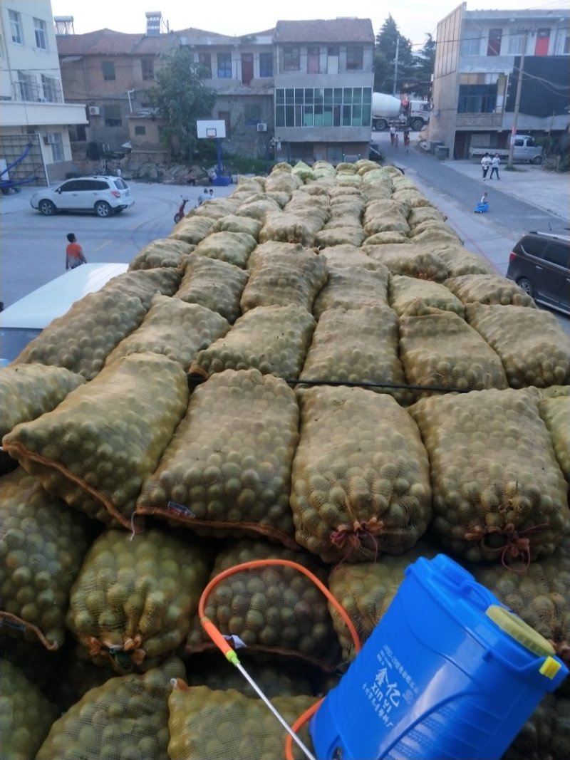 青皮核桃通货开始