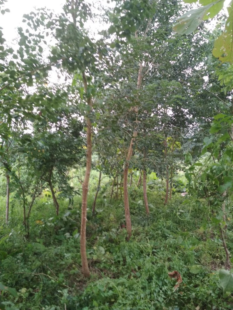 印度紫檩树，海南黄花梨
