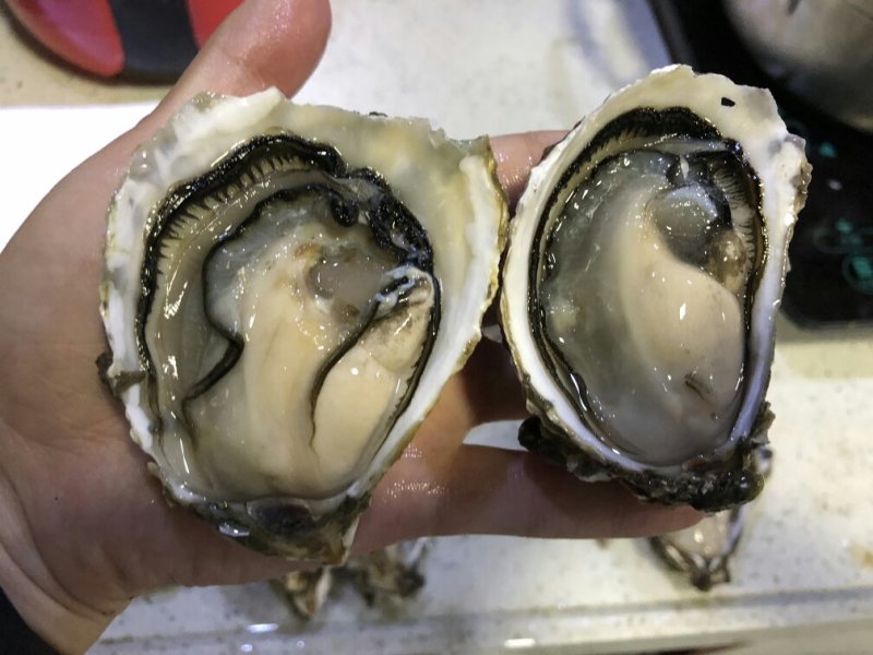 鲜活生蚝牡蛎当天新鲜生蚝海鲜鲜活牡蛎肉海蛎子生吃即食