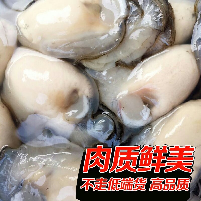 鲜活生蚝牡蛎当天新鲜生蚝海鲜鲜活牡蛎肉海蛎子生吃即食