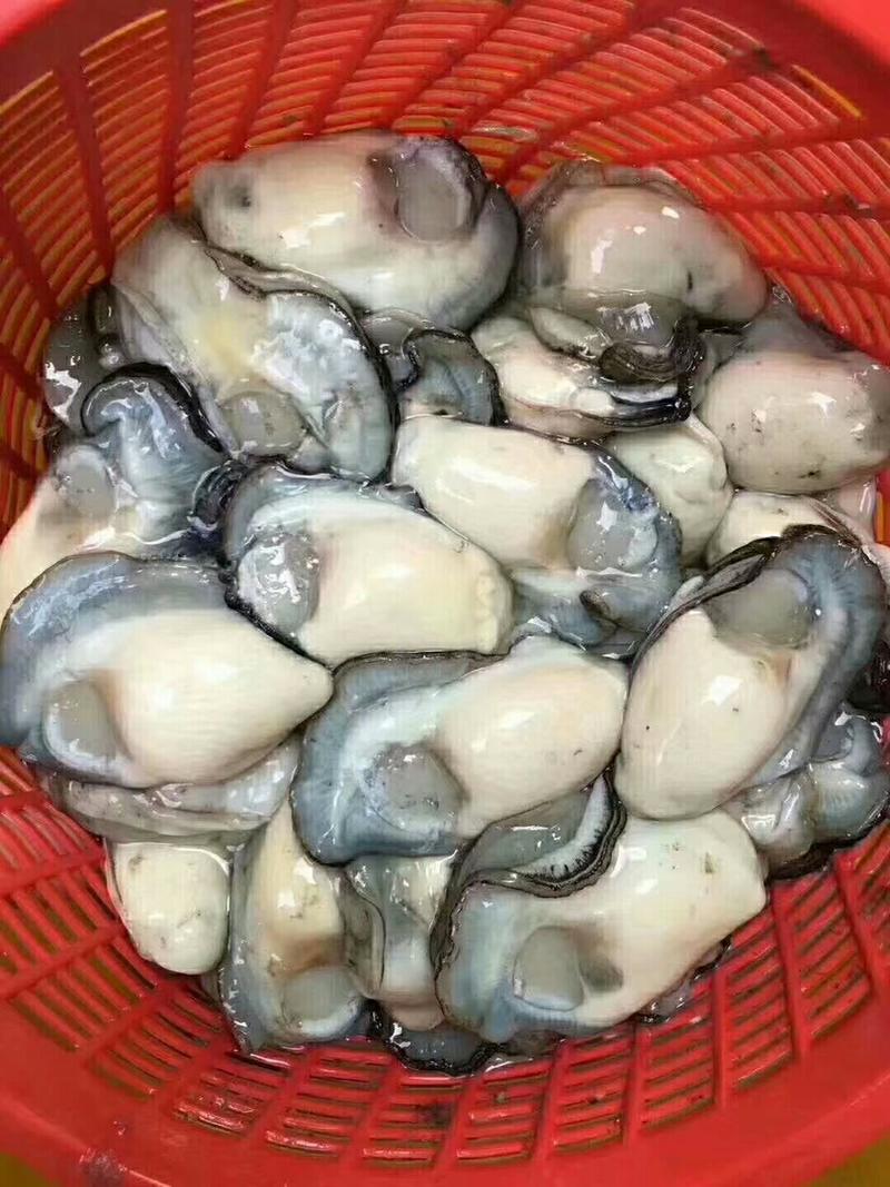 鲜活生蚝牡蛎当天新鲜生蚝海鲜鲜活牡蛎肉海蛎子生吃即食